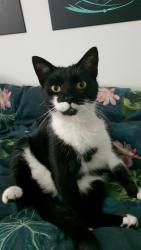 Reunited Male Cat last seen North East Derbyshire Council Buildings, Wingerworth, England S42 6NG