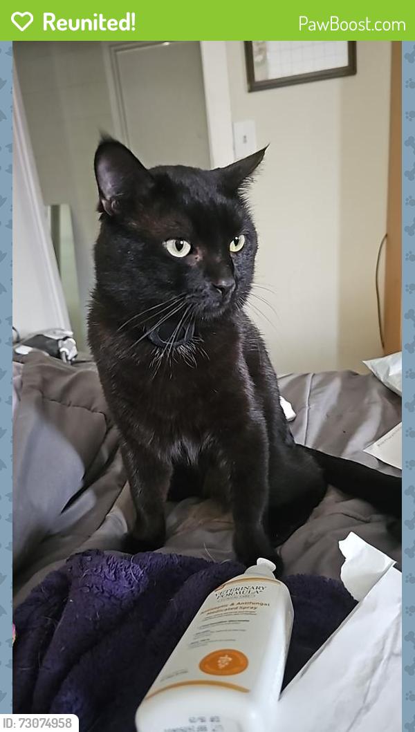 Reunited Male Cat last seen Frontage and Michigan Rd, Shelbyville, IN 46176