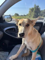 Found/Stray Female Dog last seen Sheri Capehart Nature Reserve, Kennedale, TX 76060