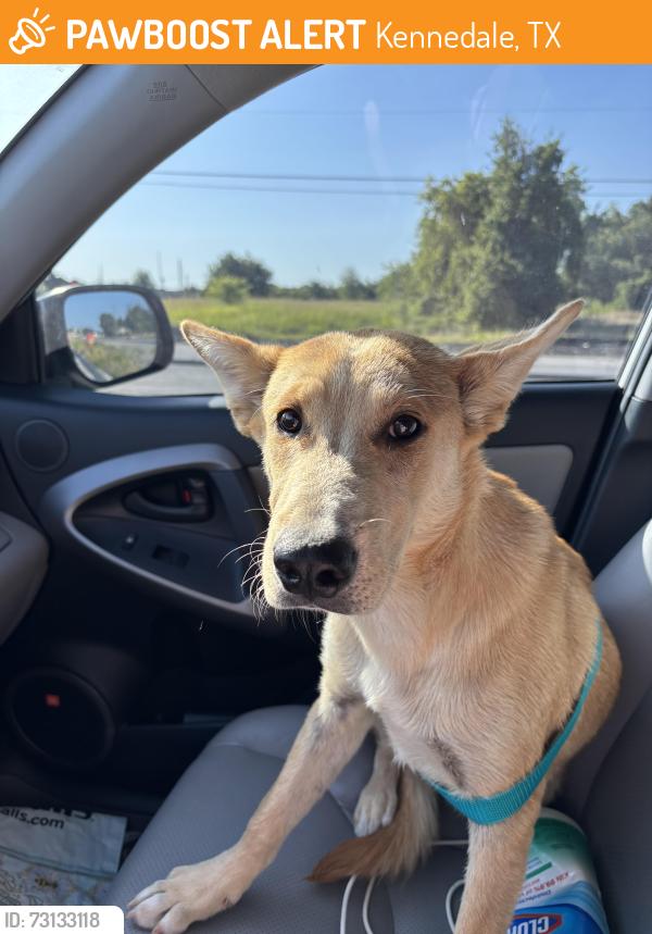 Found/Stray Female Dog last seen Sheri Capehart Nature Reserve, Kennedale, TX 76060