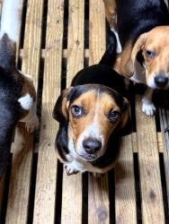 Reunited Male Dog last seen Yoder's at Meece Mill, Pickens, SC 29671
