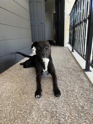 Reunited Female Dog last seen tatum and greenway, Scottsdale, AZ 85254