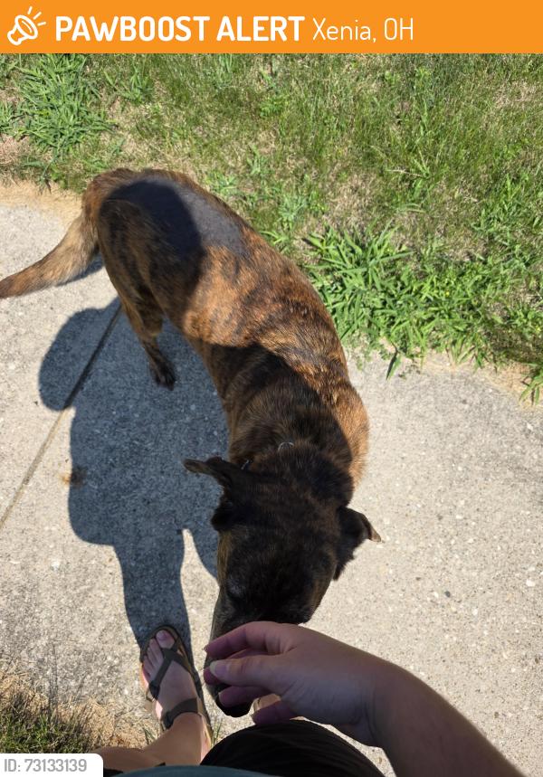 Found/Stray Female Dog last seen Between Arkansas and Louisiana, Xenia, OH 45385