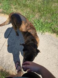 Found/Stray Female Dog last seen Between Arkansas and Louisiana, Xenia, OH 45385