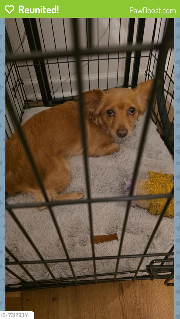 Reunited Female Dog last seen Extended Stay America Suites, Elmsford, NY 10523