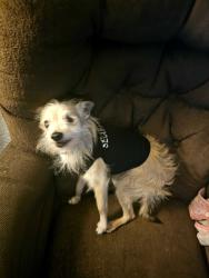 Reunited Male Dog last seen Herndon & Locan, Clovis, CA 93619