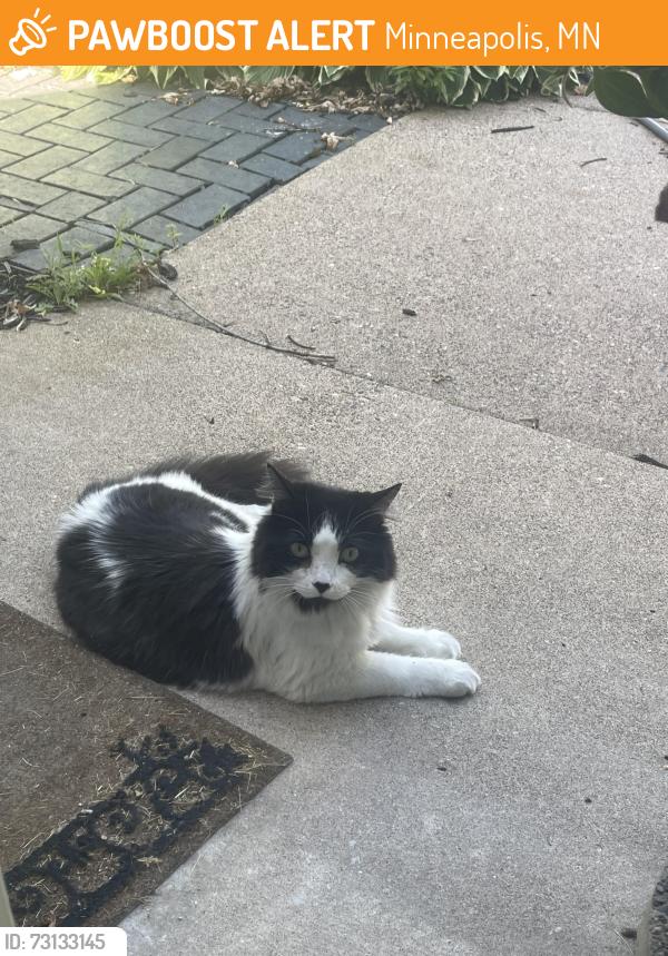 Found/Stray Unknown Cat last seen 34th and Johnson Street, Minneapolis, MN 55418