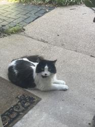 Found/Stray Unknown Cat last seen 34th and Johnson Street, Minneapolis, MN 55418