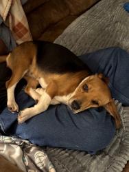 Reunited Female Dog last seen Yoder's at Meece Mill, Pickens, SC 29671