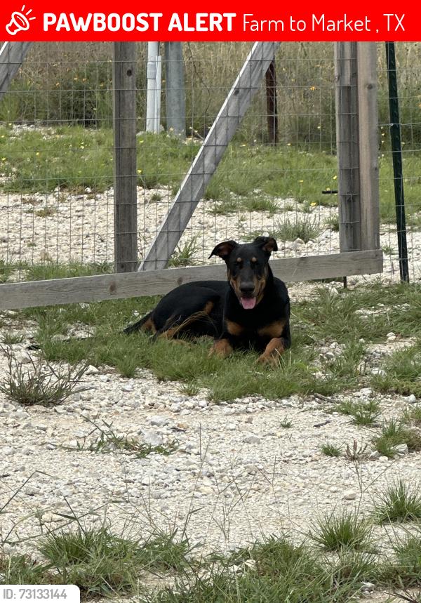 Lost Male Dog last seen FM 32 and Fischer Store, Farm to Market 32, TX 78623