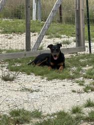 Lost Male Dog last seen FM 32 and Fischer Store, Farm to Market 32, TX 78623