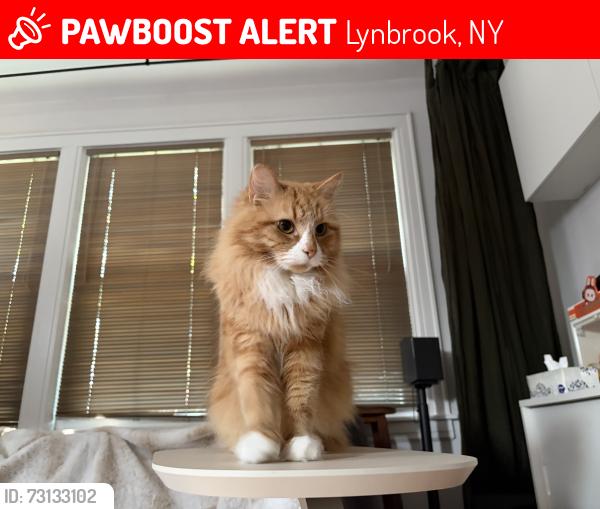 Lost Female Cat last seen Canterbury Gate and Bixley Heath, Lynbrook, NY 11563