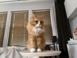 Lost Female Cat last seen Canterbury Gate and Bixley Heath, Lynbrook, NY 11563