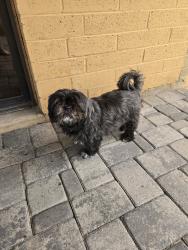 Reunited Male Dog last seen W Mission Dr, 85224, Chandler, AZ 85224