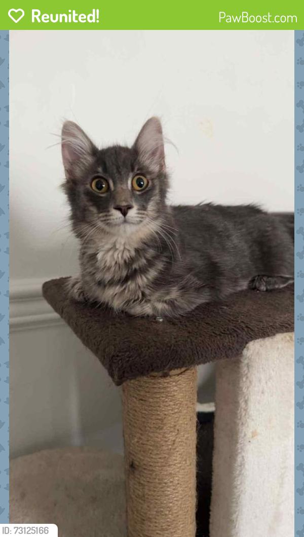 Reunited Male Cat last seen Near 33A St NW, Edmonton, AB T6T 1R4