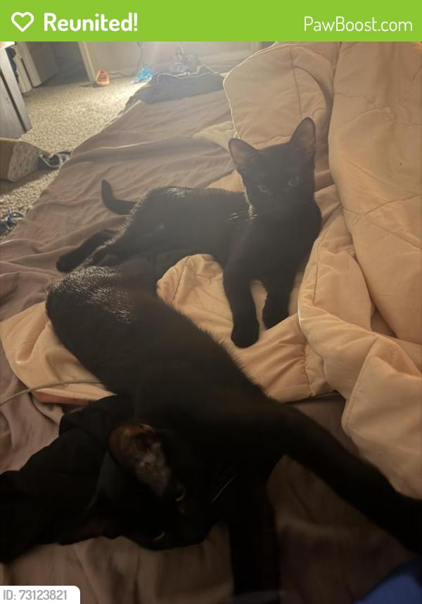 Reunited Male Cat last seen 22nd st, Tulsa, OK 74129