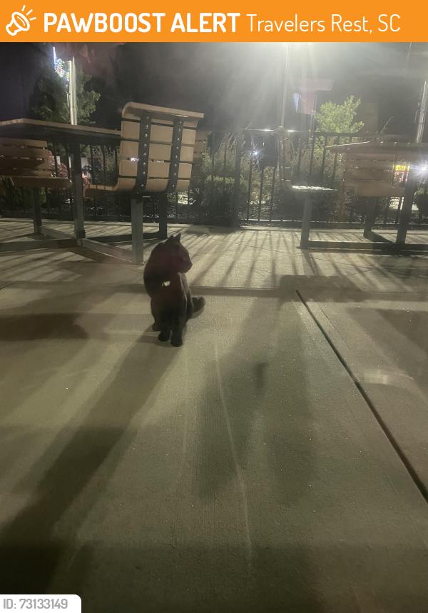 Found/Stray Unknown Cat last seen At Wendys, Travelers Rest, SC 29690
