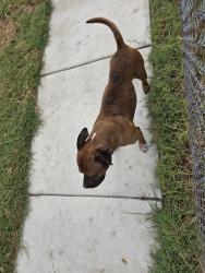 Reunited Male Dog last seen ShadyDell and Johns Way, Fort Worth, TX 76135