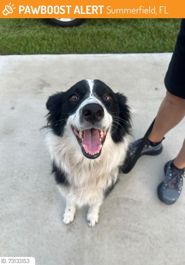 Found/Stray Female Dog last seen RV show center, Summerfield, FL 34491