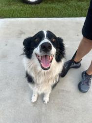 Found/Stray Female Dog last seen RV show center, Summerfield, FL 34491