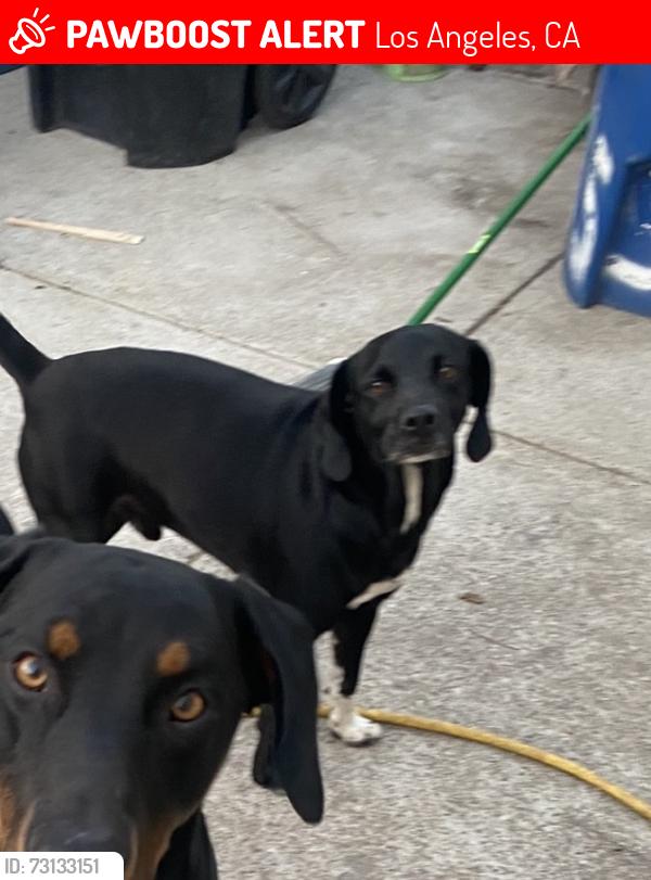 Lost Male Dog last seen Hoover and 109th St, Los Angeles, CA 90044