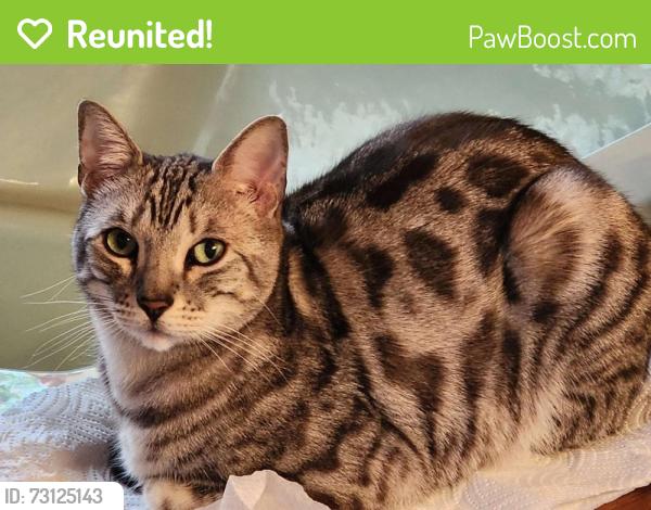Reunited Male Cat last seen Yokeko Wye connection, Deception road, Anacortes, WA 98221