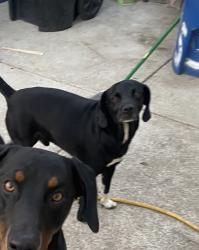 Lost Male Dog last seen Hoover and 109th St, Los Angeles, CA 90044