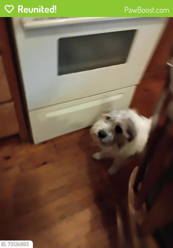 Reunited Male Dog last seen OAkland ave sw, Rome, GA 30165