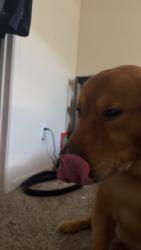 Reunited Male Dog last seen Ne 80th st, Kansas City, MO 64158