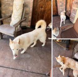 Reunited Female Dog last seen Dry Creek & Black Oak, Auburn, CA 95602