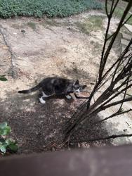 Found/Stray Unknown Cat last seen Gable ridge lane, Holly Springs, NC 27540