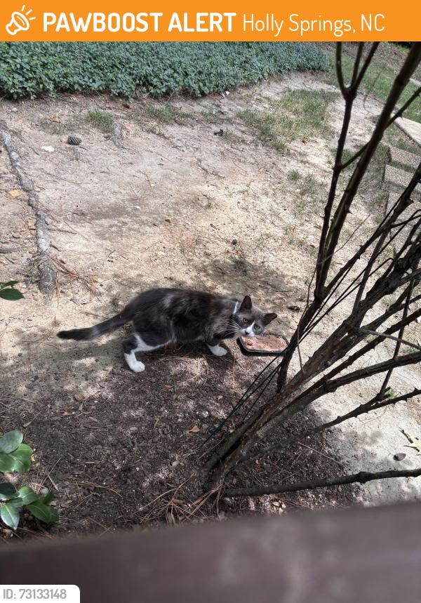Found/Stray Unknown Cat last seen Gable ridge lane, Holly Springs, NC 27540