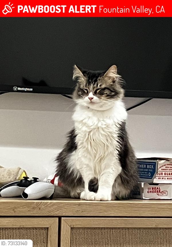 Lost Male Cat last seen Sierra at fountain valley, Fountain Valley, CA 92708