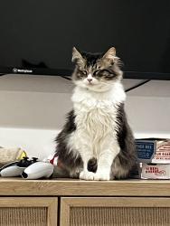 Lost Male Cat last seen Sierra at fountain valley, Fountain Valley, CA 92708