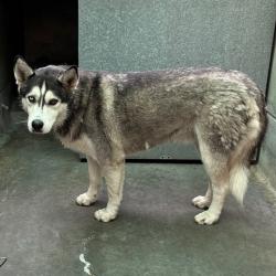 Shelter Stray Male Dog last seen , 361 S Raymond Ave, Pasadena, CA 91105, USA