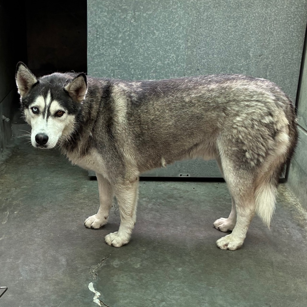 Shelter Stray Male Dog last seen , 361 S Raymond Ave, Pasadena, CA 91105, USA