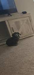 Reunited Female Dog last seen Near Peachtree Industrial Blvd, Peachtree Corners, GA 30092, Peachtree Corners, GA 30092