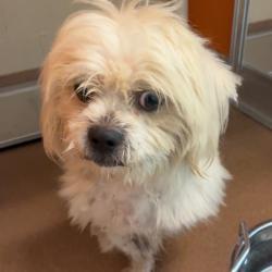 Shelter Stray Male Dog last seen , 3428 S Jenkins Ave, Norman, OK 73072, USA