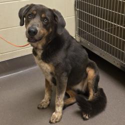 Shelter Stray Female Dog last seen , 3428 S Jenkins Ave, Norman, OK 73072, USA