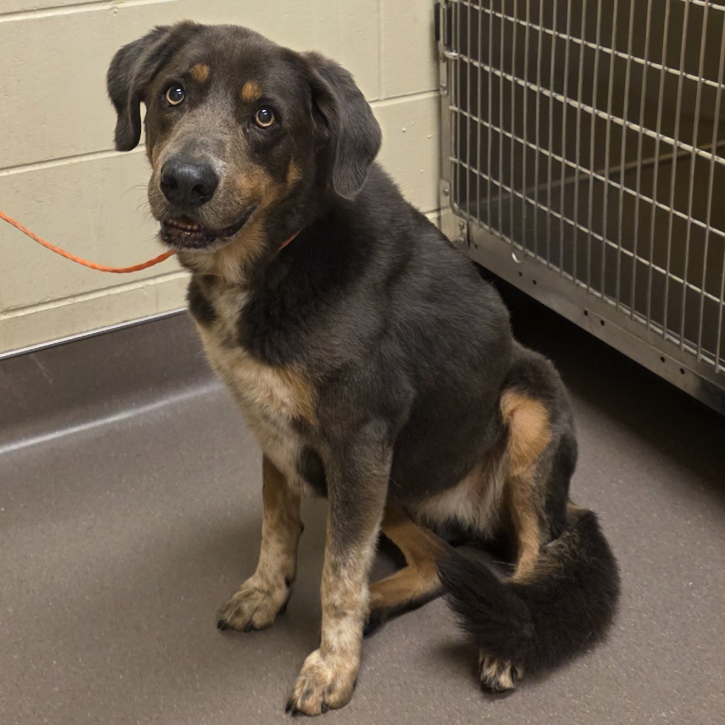Shelter Stray Female Dog last seen , 3428 S Jenkins Ave, Norman, OK 73072, USA