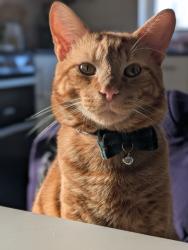 Lost Male Cat last seen South Bermondsey, Greater London, England SE16