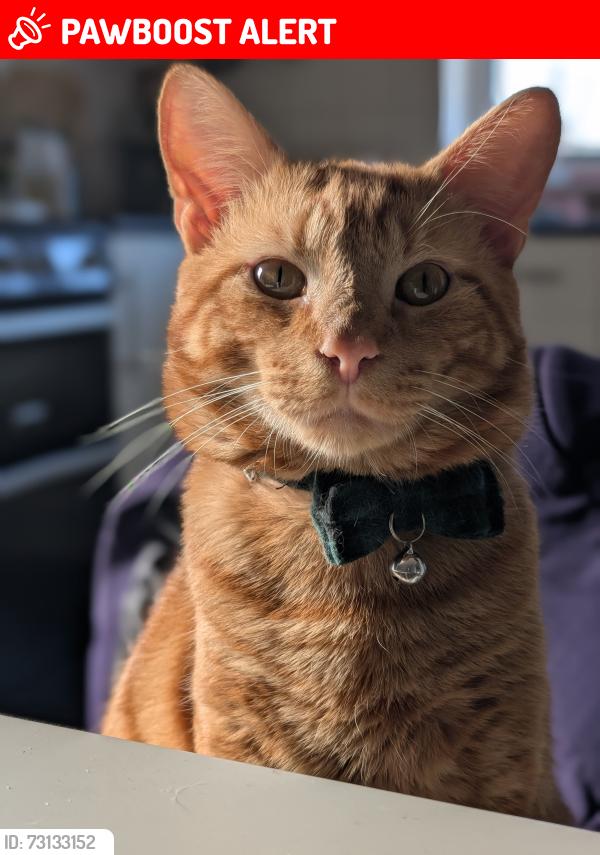 Lost Male Cat last seen South Bermondsey, Greater London, England SE16