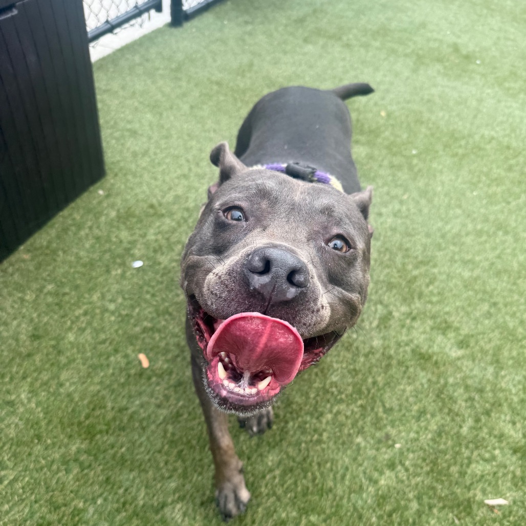 Shelter Stray Female Dog last seen , Animal Care & Control Team of Philly, 111 W Hunting Park Ave, Philadelphia, PA 19140, USA