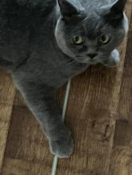 Reunited Female Cat last seen Queens road, Portsmouth, England PO2 7LX