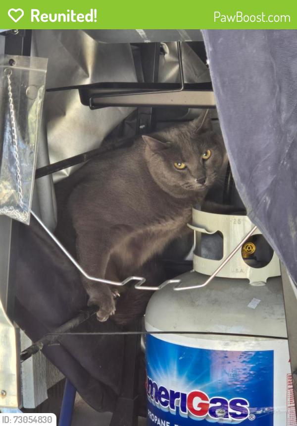Reunited Male Cat last seen South Poplar Court, Denver, Denver, CO 80224