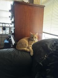 Lost Male Cat last seen Franklin and king George, Roanoke, VA 24016