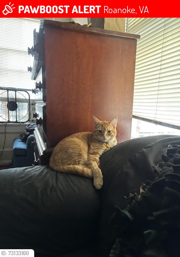 Lost Male Cat last seen Franklin and king George, Roanoke, VA 24016