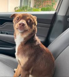 Reunited Unknown Dog last seen Cornell and Whittier, Hemet, CA 92544