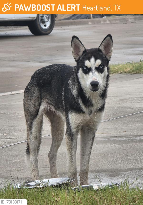 Found/Stray Unknown Dog last seen Heartland,TX, Heartland, TX 75126