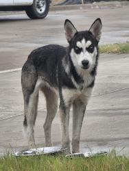 Found/Stray Unknown Dog last seen Heartland,TX, Heartland, TX 75126
